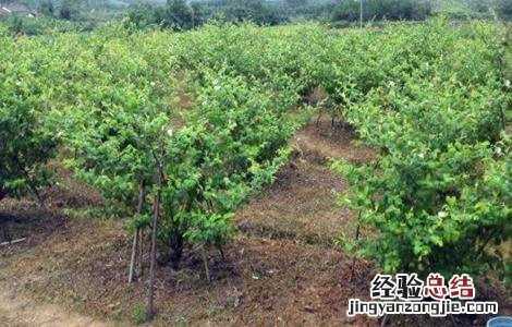 青枣栽培管理技术 青枣田间管理技术