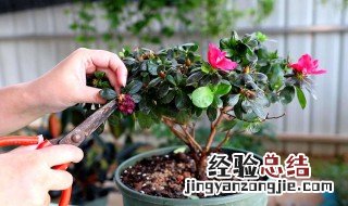 杜鹃花扦插的方法 杜鹃花扦插的方法图解