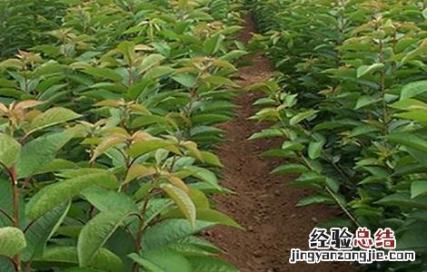 杏子育苗技术视频 杏子育苗技术