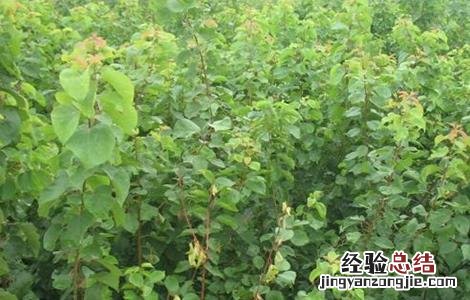 杏子育苗技术视频 杏子育苗技术
