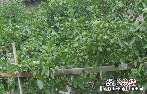 杏子育苗技术视频 杏子育苗技术