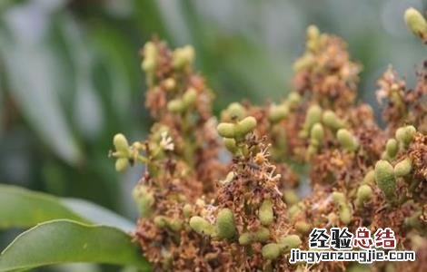 荔枝花果期管理技术 荔枝幼果期管理技术