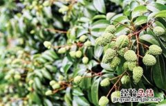 荔枝花果期管理技术 荔枝幼果期管理技术