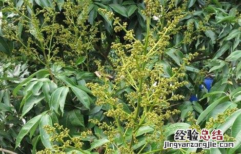 荔枝花果期管理技术 荔枝幼果期管理技术