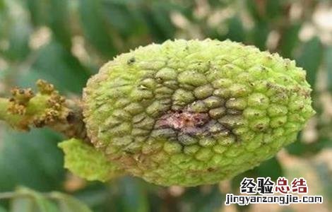 荔枝花果期管理技术 荔枝幼果期管理技术