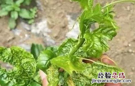 百香果病毒病症状及防治方法实用 百香果病毒病的防治方法