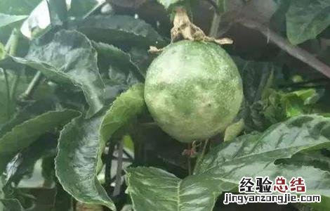 百香果病毒病症状及防治方法实用 百香果病毒病的防治方法