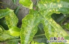 百香果病毒病症状及防治方法实用 百香果病毒病的防治方法