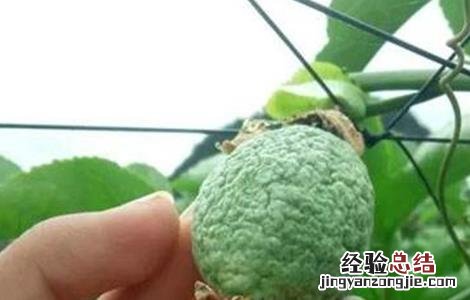 百香果皱果原因及防治方法 百香果皱果原因及防治方法图片