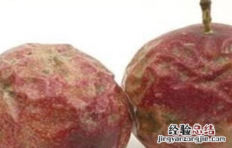 百香果皱果原因及防治方法 百香果皱果原因及防治方法图片