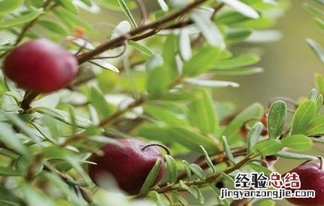 蔓越莓生长环境条件 蔓越莓生长环境