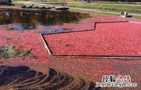蔓越莓生长环境条件 蔓越莓生长环境