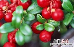 蔓越莓生长环境条件 蔓越莓生长环境