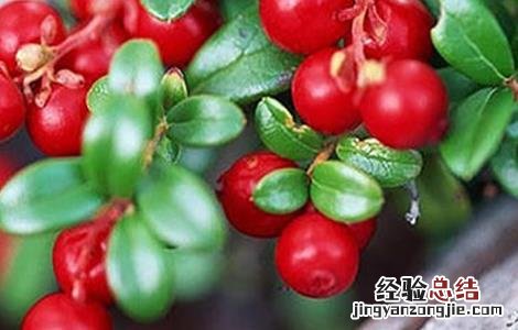 蔓越莓生长环境条件 蔓越莓生长环境