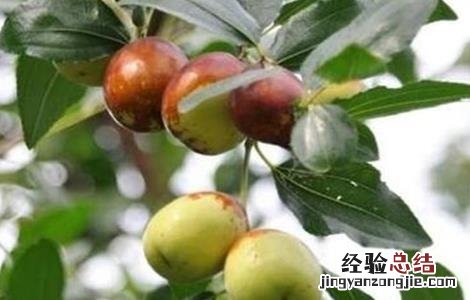 冬枣的田间管理技术 冬枣的田间管理技术有哪些