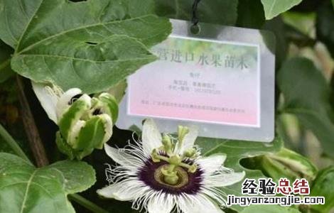 百香果出现卷叶是什么病 百香果卷叶原因及防治方法