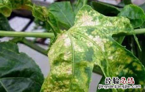百香果出现卷叶是什么病 百香果卷叶原因及防治方法