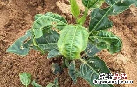 百香果出现卷叶是什么病 百香果卷叶原因及防治方法