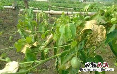 百香果出现卷叶是什么病 百香果卷叶原因及防治方法