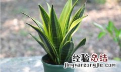 黄金虎皮兰叶子扦插 黄金虎皮兰叶子扦插能活吗