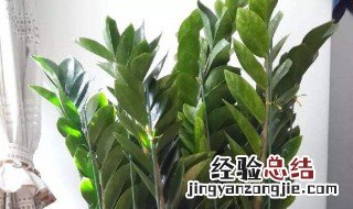 金钱树多肉的扦插方法和注意事项 金钱树多肉的扦插方法和注意事项图片