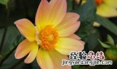 扦插小丽花多久能生根 小丽花扦插后多久开花