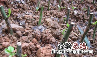 扦插一般要插多深 扦插多深合适