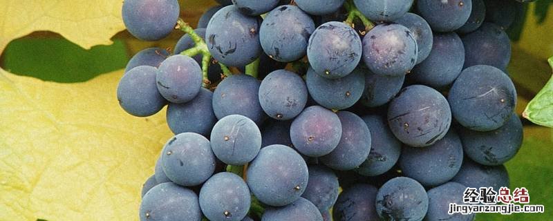 葡萄上面的白霜是什么东西 葡萄上面的白霜是什么