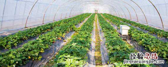 钢管大棚搭建方法图 钢管大棚搭建方法