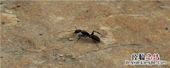 红蚂蚁的繁殖 红蚂蚁的繁殖方式