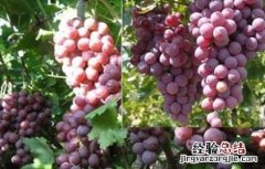 滕稔葡萄图片和种植 滕捻葡萄种植技术