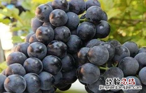 滕稔葡萄图片和种植 滕捻葡萄种植技术