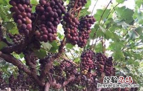 滕稔葡萄图片和种植 滕捻葡萄种植技术
