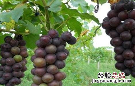 滕稔葡萄图片和种植 滕捻葡萄种植技术