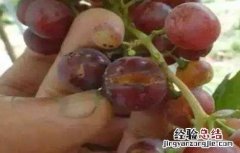 葡萄割蔓病 滕捻葡萄裂果原因及防治措施