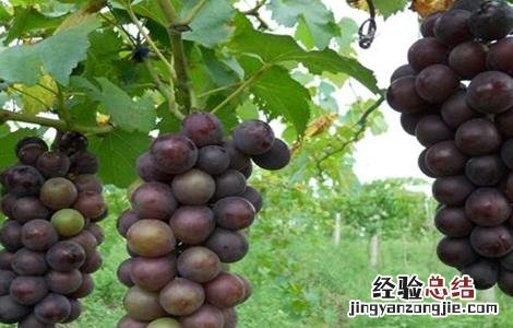 葡萄割蔓病 滕捻葡萄裂果原因及防治措施