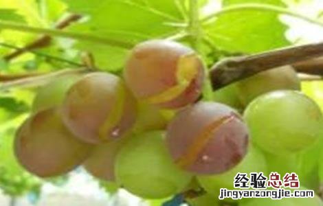 葡萄割蔓病 滕捻葡萄裂果原因及防治措施