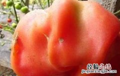番茄空洞果的原因与防治 番茄空洞果是怎么回事