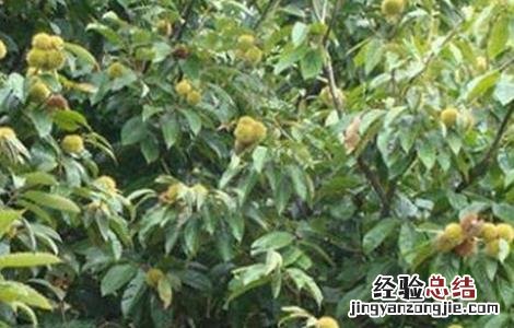 板栗产量低原因及解决办法论文 板栗产量低原因及解决办法