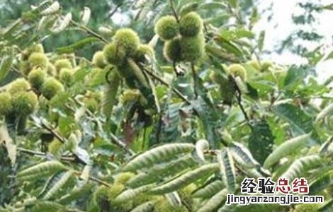 板栗产量低原因及解决办法论文 板栗产量低原因及解决办法