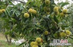 板栗产量低原因及解决办法论文 板栗产量低原因及解决办法