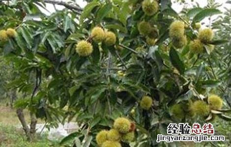 板栗产量低原因及解决办法论文 板栗产量低原因及解决办法