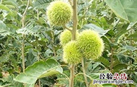 板栗产量低原因及解决办法论文 板栗产量低原因及解决办法