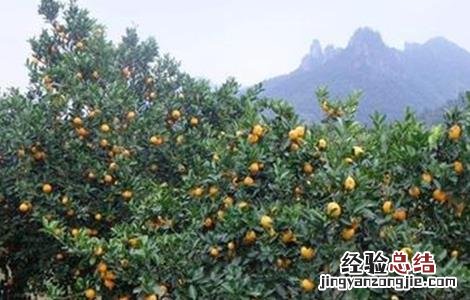 沃柑膨果期主要施哪种肥料 沃柑膨果期管理要点