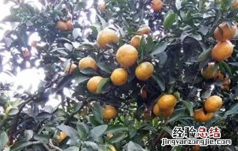 沃柑膨果期主要施哪种肥料 沃柑膨果期管理要点