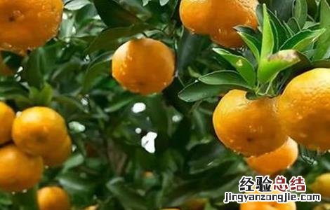 沃柑膨果期主要施哪种肥料 沃柑膨果期管理要点