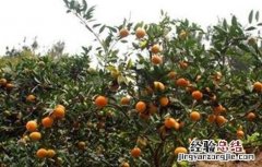 沃柑膨果期主要施哪种肥料 沃柑膨果期管理要点
