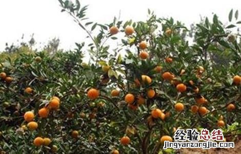 沃柑膨果期主要施哪种肥料 沃柑膨果期管理要点