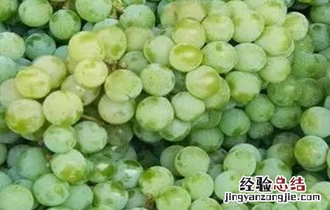 水晶葡萄种植技术与管理 水晶葡萄种植技术