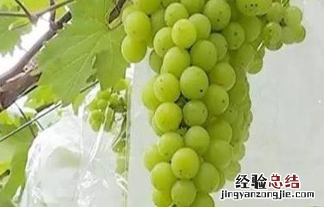水晶葡萄种植技术与管理 水晶葡萄种植技术